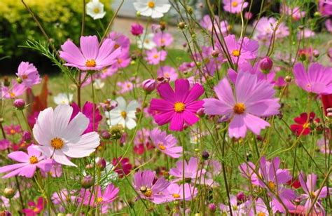 格桑花花語|格桑花（藏族文化象征植物）